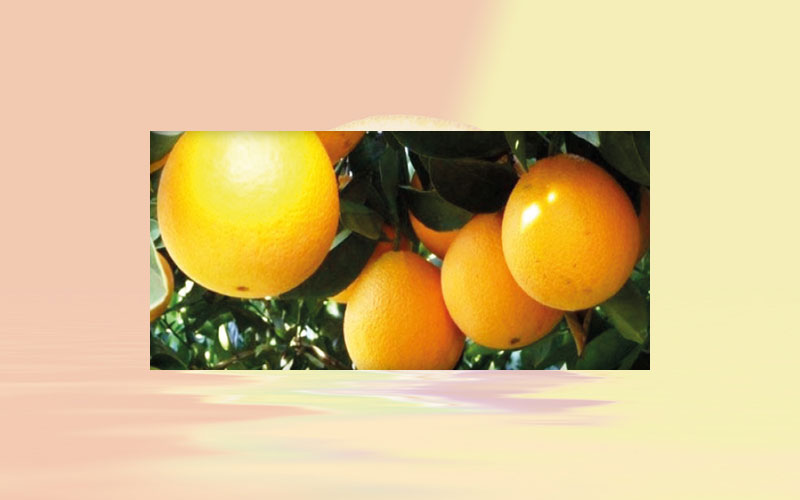 Brazilian citrus market: Estimates are revised down, but higher productionis confirmed for 19/20