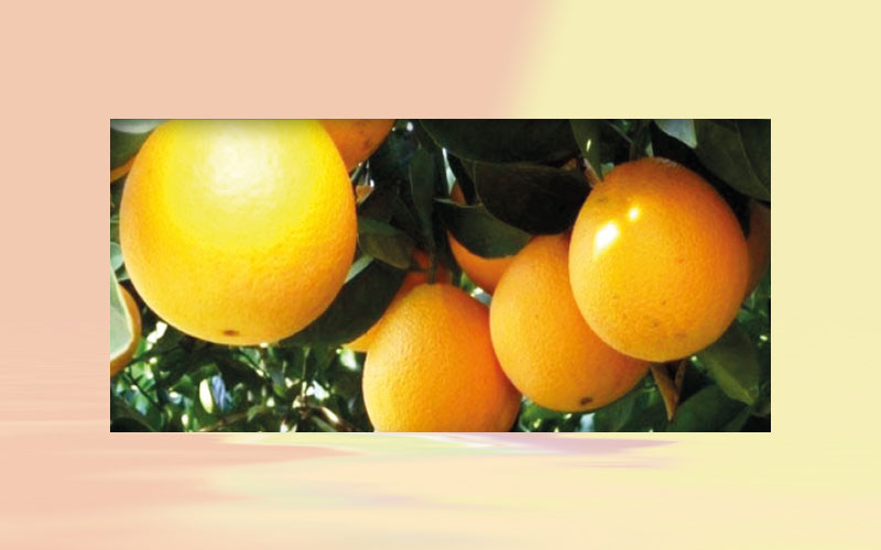 Citrus: Probable low production in 2021/22 tends to underpin prices in the Brazilian market