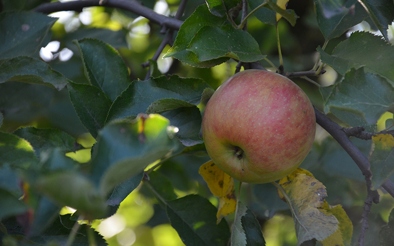 Frost damage causes concern for the apple juice industry